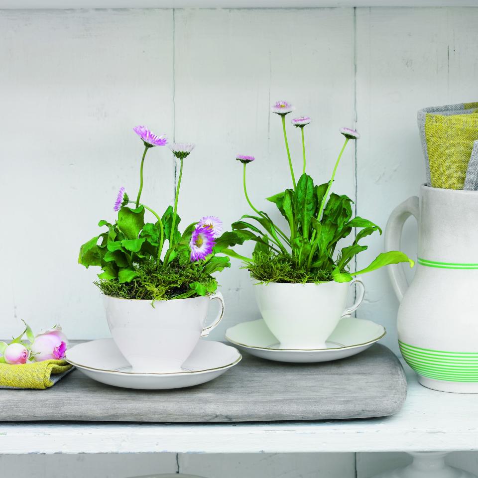 Flowering plants potted in teacups