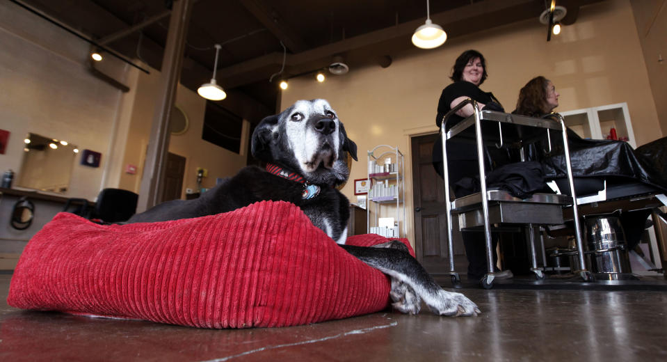 In this March 22, 2012 photo, Solomon, a Dalmatian-German shepherd mix estimated to be about 14 years old, lounges on his bed in the shop where his owner, Lisa Black, works on a client's hair in Seattle. Black owns the Stardust Salon and Spa and Solomon goes to work with her every day to greet customers. “If they don't like him, it's not the place for them,” Black said. (AP Photo/Elaine Thompson)