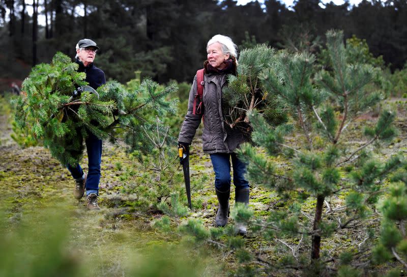 People carry their free sawed Christmas tree at The Dutch Hoge Veluwe National Park in Otterlo