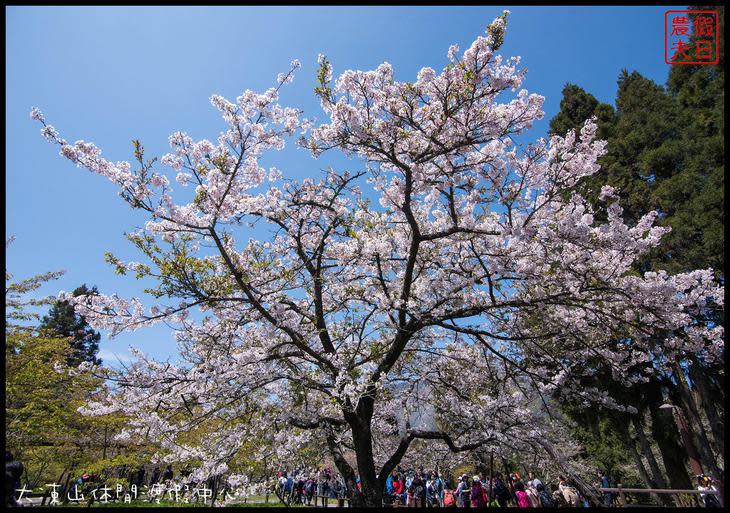 é˜¿é‡Œå±±æ«»èŠ±å­£_DSC4162