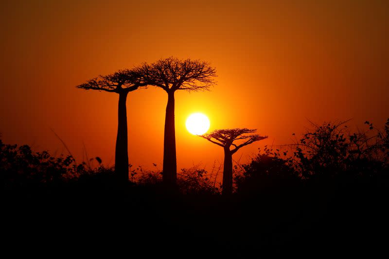 FILE PHOTO: The sun rises behind Baobab trees at Baobab alley near the city of Morondava