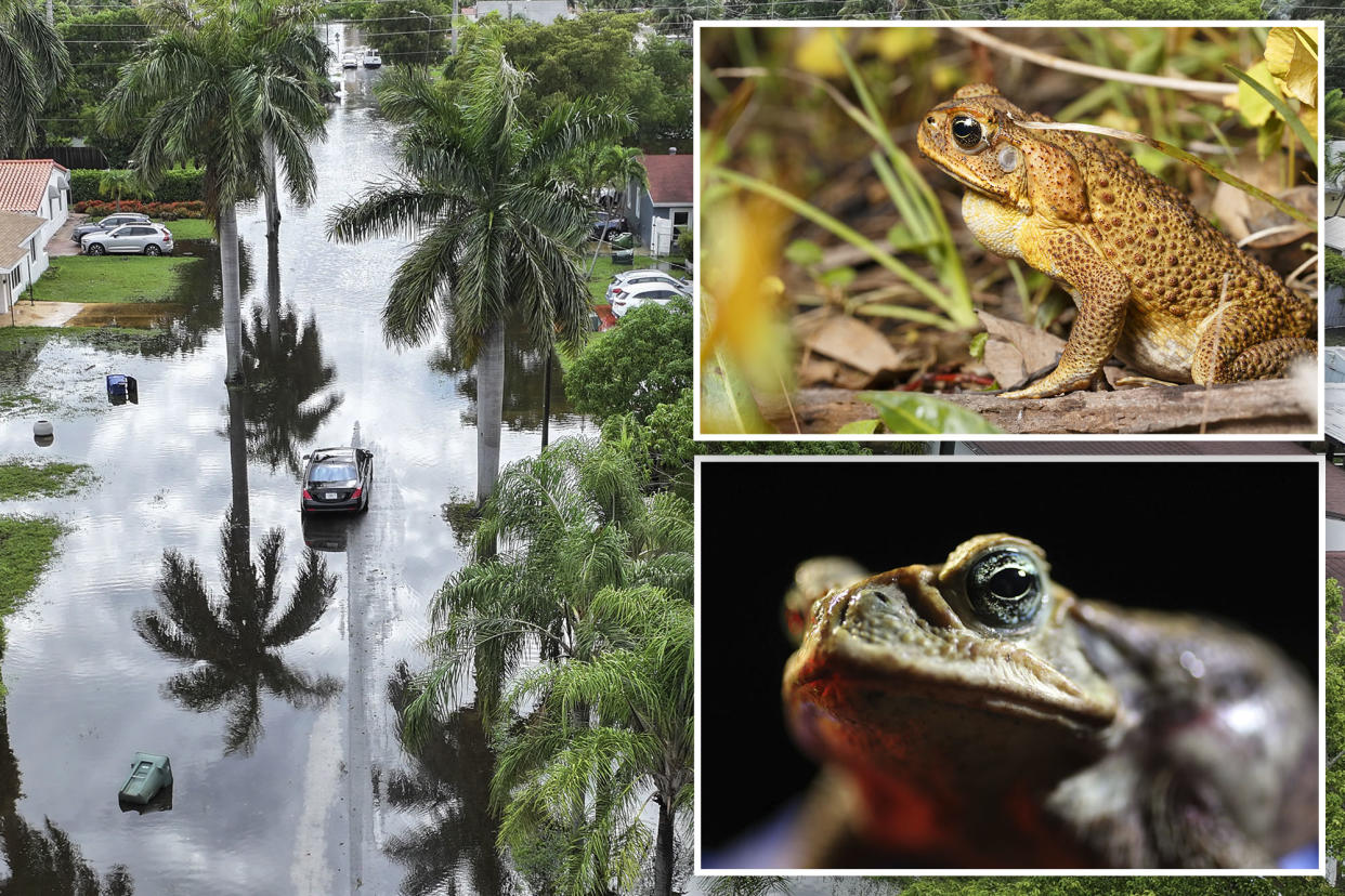 cane toads in florida