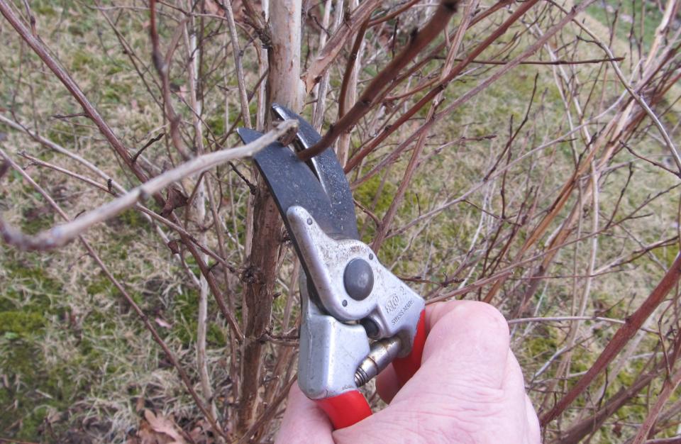 Most pruning of blueberry bushes is done during the winter after the leaves have fallen.