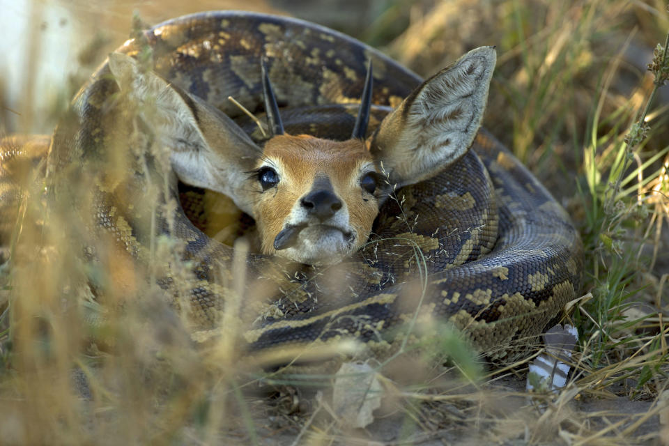 Fressen und gefressen werden: Python verschlingt Steinbock