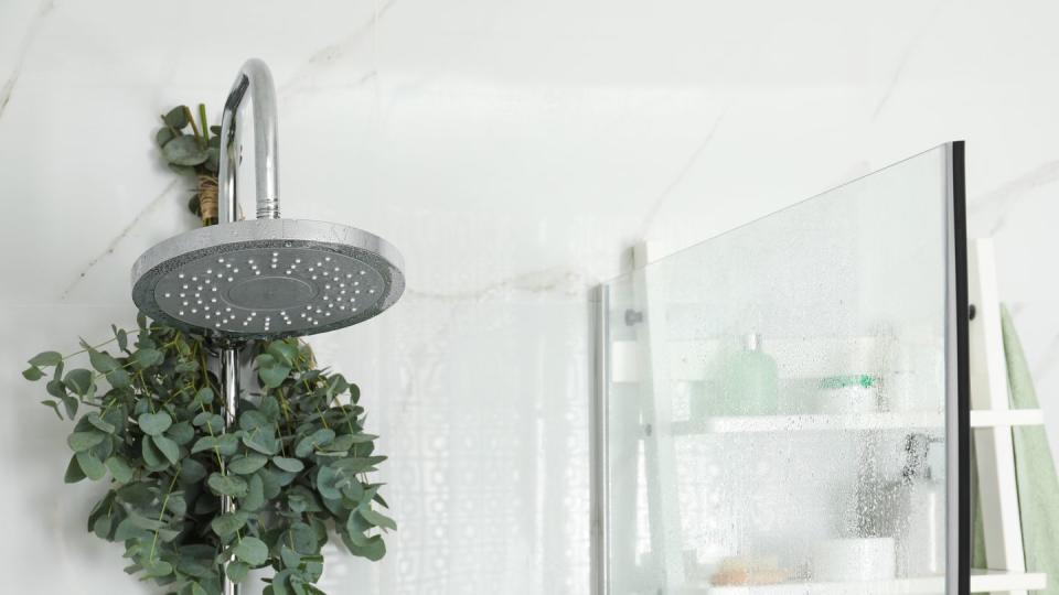 branches with green eucalyptus leaves in shower