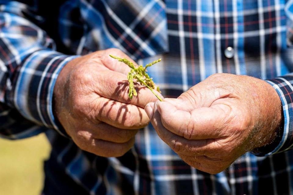 Frenchy Meissonnier, 72, talks about growing rice on his farm, Meissonnier Ranch, located along West Dickenson Ferry Road in Merced County, Calif., on Thursday, Aug. 11, 2022.