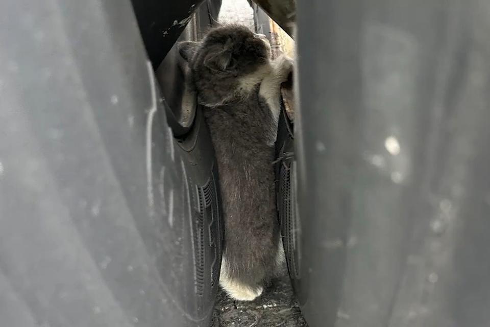 <p>Ohio State Highway Patrol/X</p> Kitten stuck between wheels of a truck