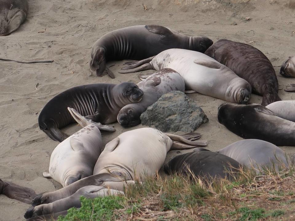This pod of weanling pups sleeps peacefully. Some have molted their black fur and others are in the process at Piedras Blancas beach.