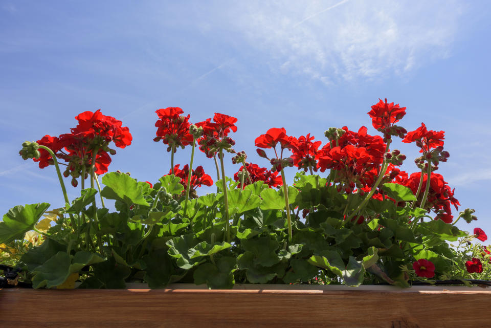 Geraniums are trying to shake off their fusty reputation, thanks to a new marketing campaign. (Getty Images)