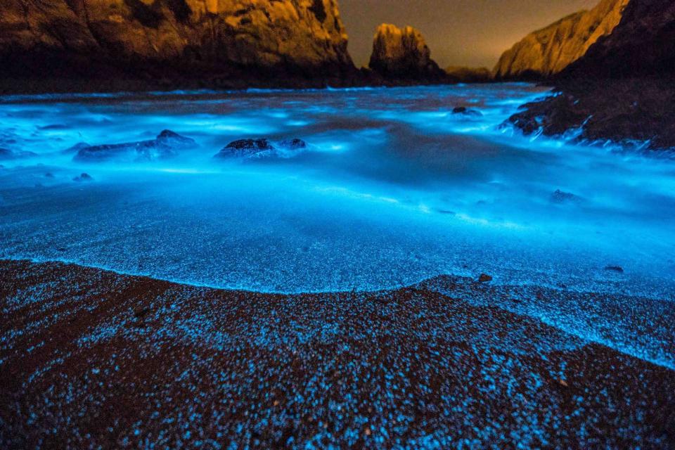 Glowing blooms of “blue tears” in the East China Sea continue to attract tourists in record numbers, but the plankton can prove detrimental to fellow sea life. Also known as "sea sparkles", the organisms found mostly in coastal areas turn luminous blue when disturbed, providing a visual treat for those present and making them a popular attraction for visitors. Despite their enchanting appearance, the plankton could prove detrimental in the long term.Although they pose no direct threat to humans, they secrete ammonia which can prove harmful to ocean life in high levels because it depletes oxygen levels in the surrounding water.Scientists have been tracking the plankton off the coast of China and a new report in the Geophysical Research Letters journal suggests that have been blooming in ever greater numbers in recent years, in turn posing a greater threat to their fellow sea life. The growth could be put down to many factors including warmer temperatures and an excess of nutrients entering the sea due to increased use of fertiliser, the report suggests.