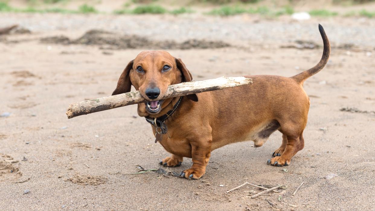  Dachshund holding stick on the beach. 