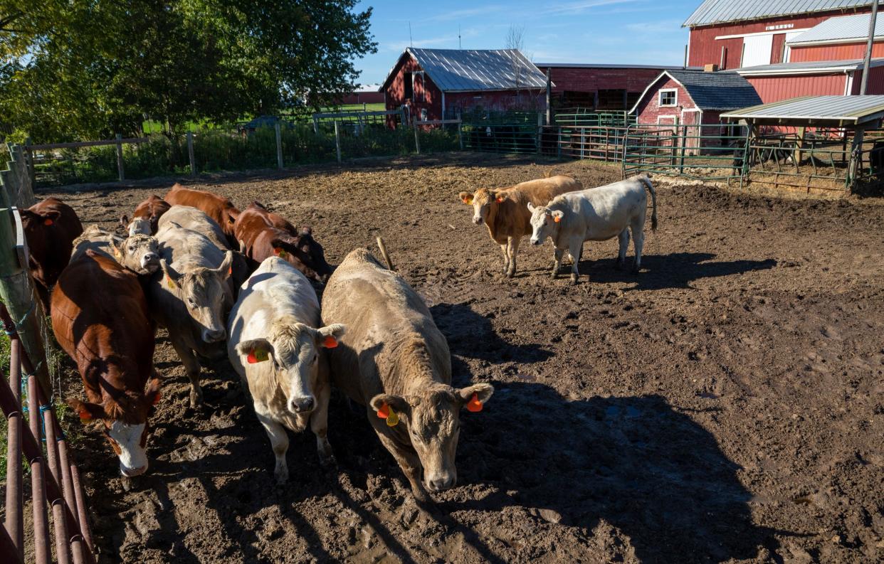 Selecting and developing beef heifers to replace underperforming cows or increase herd numbers impacts the economics of a cow-calf operation through genetics and longevity.