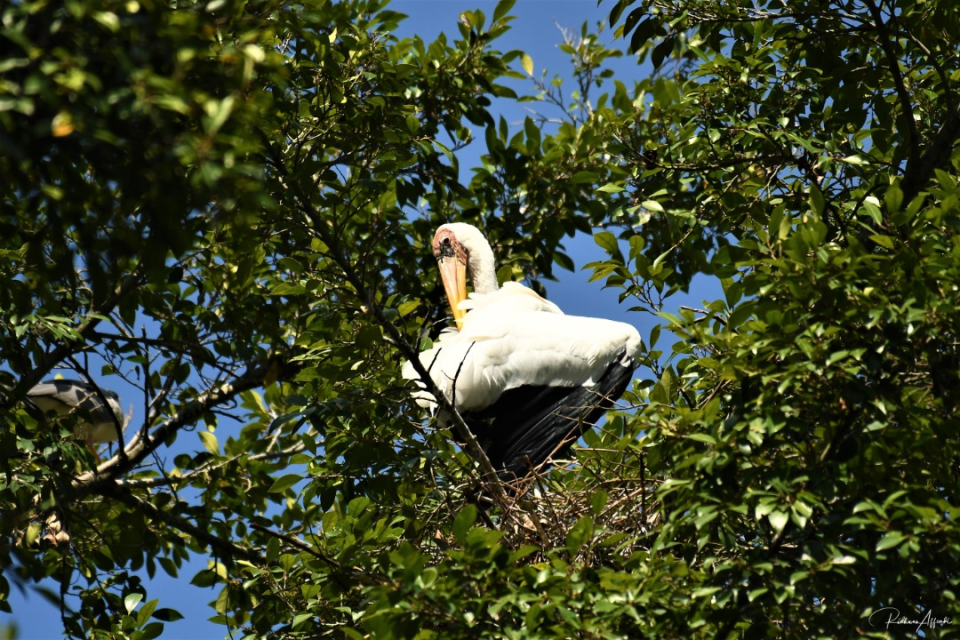 The MCO has brought joy in the conservation of the endangered milky stork with 12 nests spotted at the Taiping Zoo and Night Safari. — Picture courtesy of ZTNS