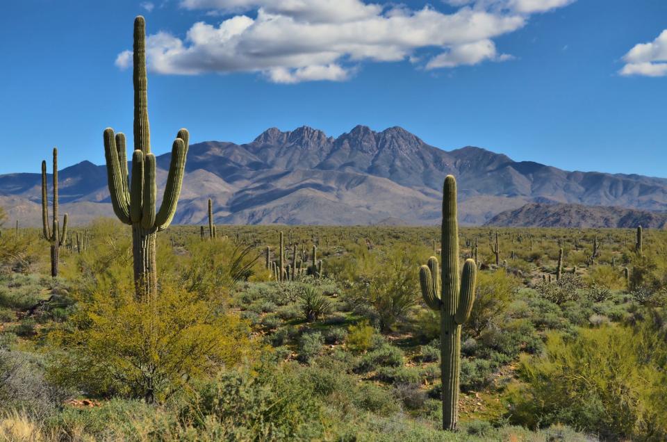 The Four Peaks, a prominent landmark in the northeast Valley, is part of the Mazatzal Mountains.