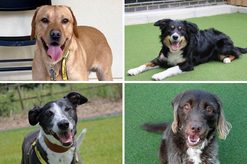 Dog lovers looking for a new best friend will be happy to learn there are dozens of dogs up for adoption in Darlington this spring Credit: DOGS TRUST <i>(Image: Dogs Trust)</i>