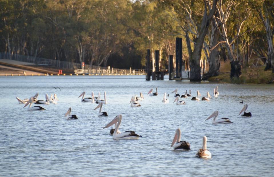 Some native animals such as pelicans would be dining on carp in this population boom. Shutterstock