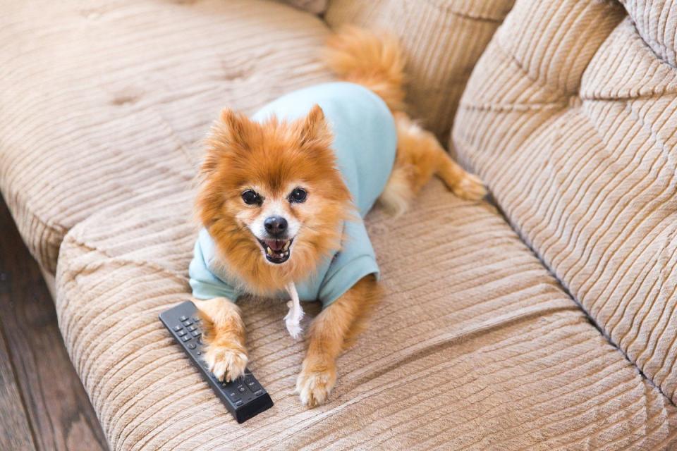 dog wearing blue shirt with tv remote control under paw on couch, boy dog names