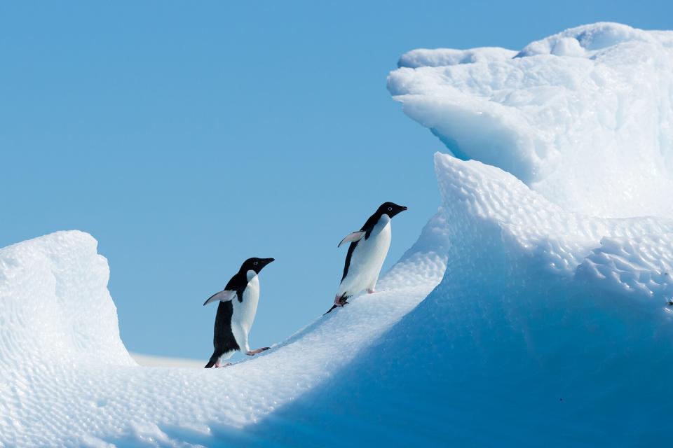 Penguins in Antarctica