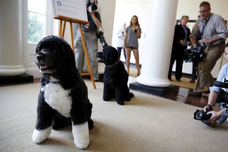 Obama family dogs Bo (L) and Sunny are on hand as visitors can now take photos during a tour of the White House in Washington July 1, 2015. REUTERS/Jonathan Ernst