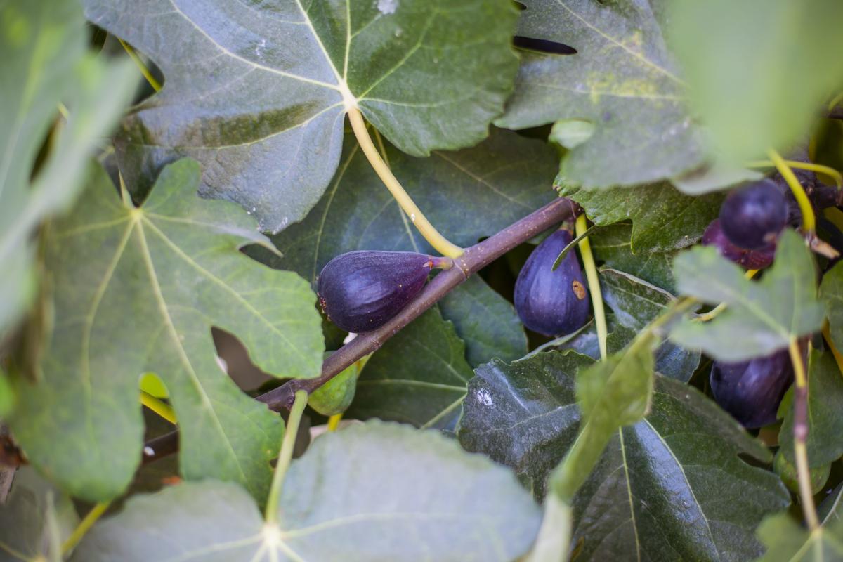 How to Grow a Fig Tree