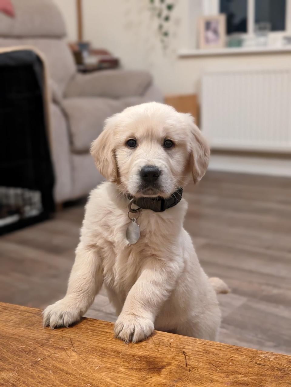 Albus the golden retriever puppy is the latest addition to the family (Handout)
