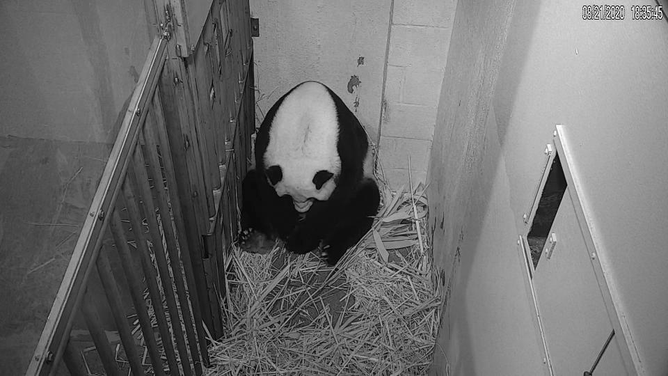 In this image from video provided by the Smithsonian National Zoo, Mei Xiang is seen after giving birth to a Giant Panda cub Friday evening, Aug. 21, 2020, in Washington. The cub is Mei Xiang's fourth. Her first three offspring, Tai Shan, Bao Bao and Bei Bei, were transported to China at age 4 under an agreement with the Chinese government. (Smithsonian National Zoo via AP)