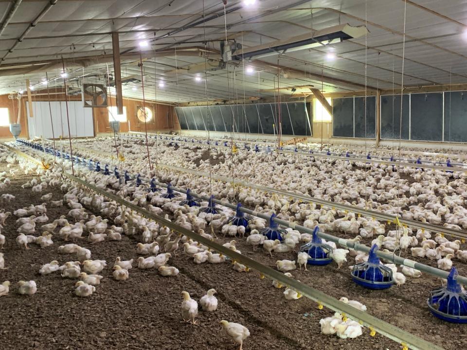 17-day-old broiler chickens are shown inside a chicken house on a Perdue contract farm in Laurel, Delaware, Thursday, Aug. 15, 2019. The farm contains "enrichments" as a means to allow the birds to engage in natural behaviors, like perching, pecking and hiding, they would otherwise be unable to do on a barren floor.