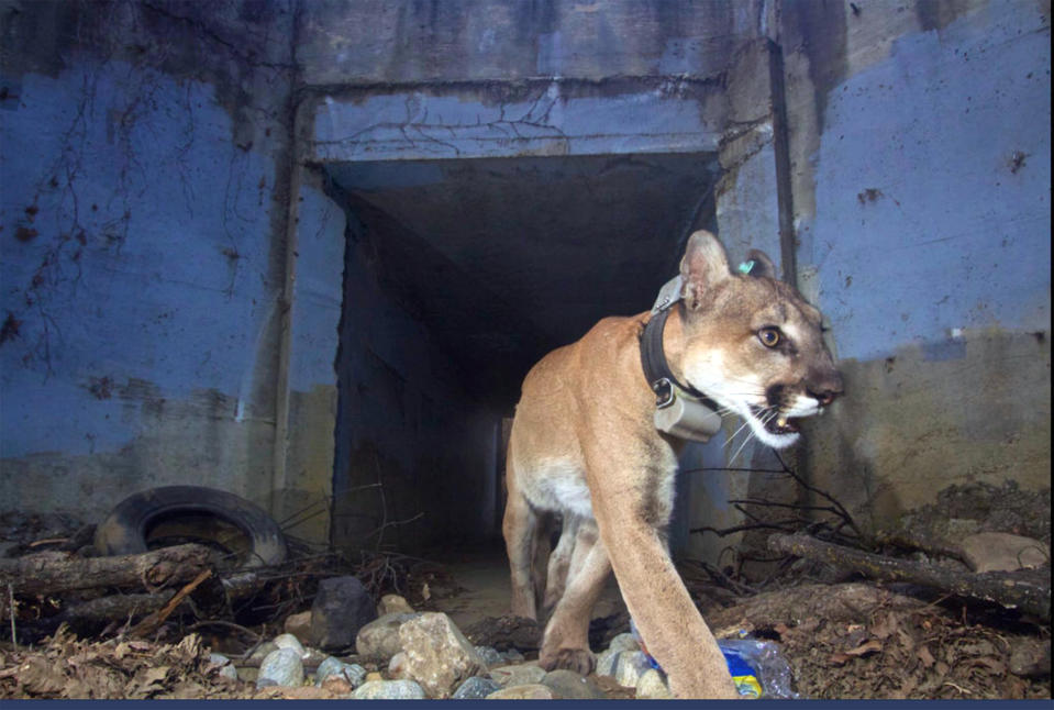 This May 22, 2018, photo provided by the U.S. National Park Service shows the mountain lion known as P-64, also known as the "Culvert Cat," during one of his many crossings of U.S. Highway 101 freeway in Agoura Hills, Calif. Authorities using data from his tracking collar found the remains of P-64 on Monday, Dec. 3, 2018, in an unburned area of the Simi Hills in Los Angeles County. Researchers say the big cat suffered burned paws but survived last month's Woolsey Fire that ravaged the area. He was last known to be alive on Nov. 26. (U.S. National Park Service via AP)