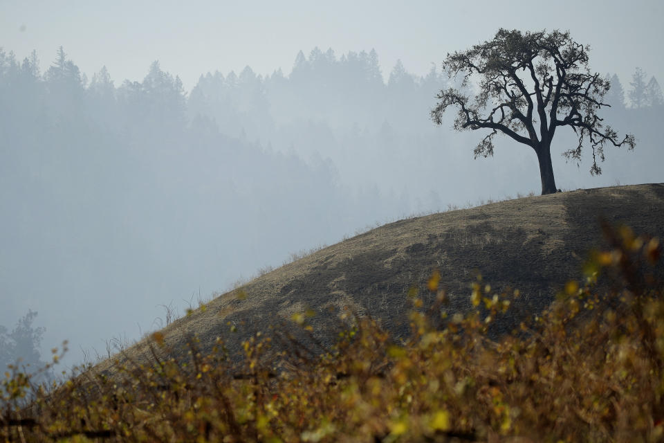 A lone tree stands on a hill charred in the Kincade Fire near Healdsburg, Calif., Thursday, Oct. 31, 2019. (AP Photo/Charlie Riedel)