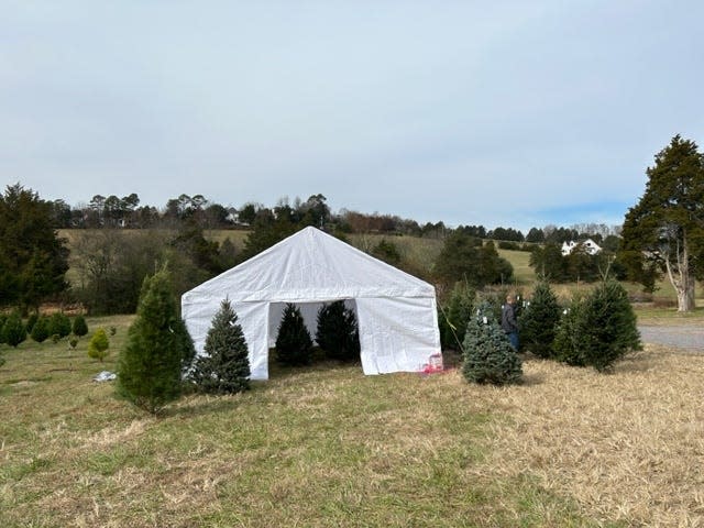 Fifteen acres, about half of which are covered in trees, comprise Lucky Dog Christmas Tree Farm near Powell.