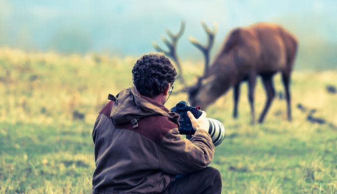 Photographer too close to elk