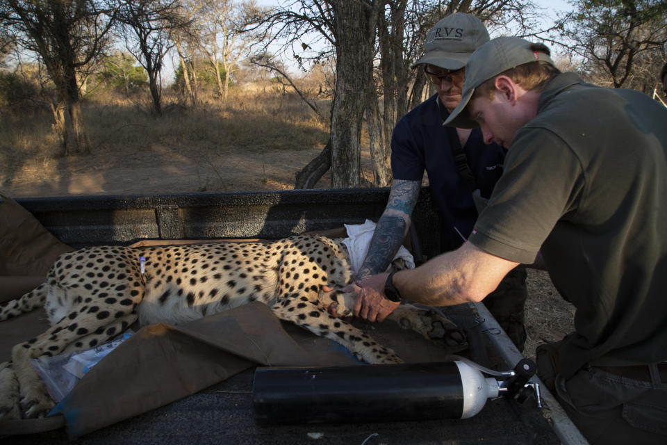 A tranquilized cheetah is attended to on the back of a vehicle after being darted at a reserve near Bella Bella, South Africa, Sunday, Sept. 4, 2022. South African wildlife officials have sent four cheetahs to Mozambique this week as part of efforts to reintroduce the species to neighboring parts of southern Africa. (AP Photo/Denis Farrell)