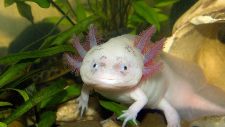 Axolotl