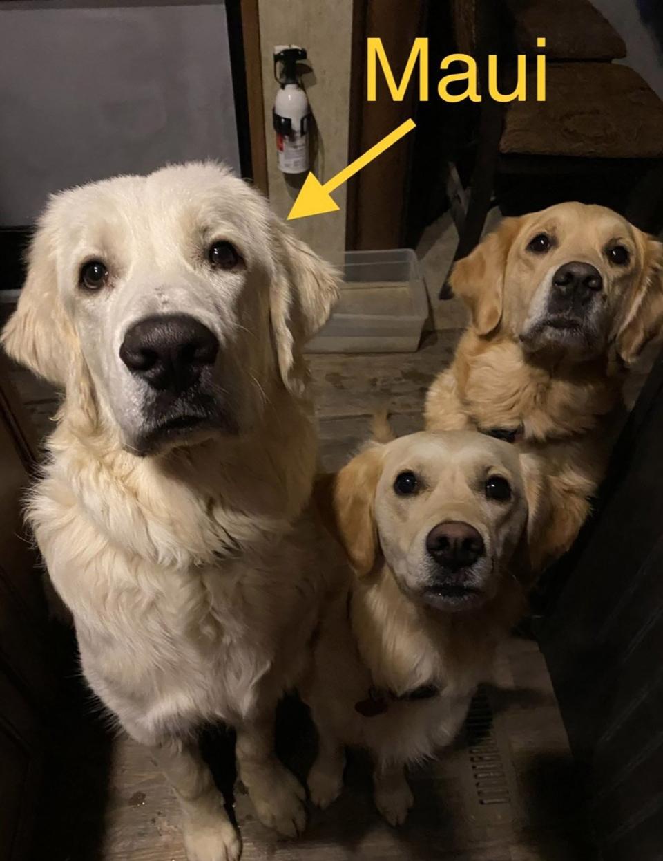 family dogs