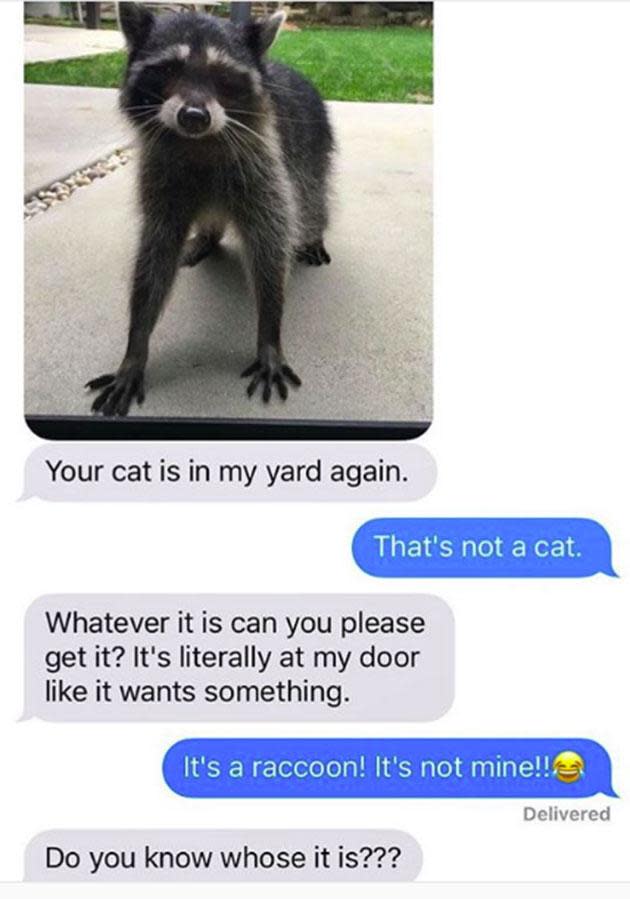 Cat, raccoon, same thing right?
