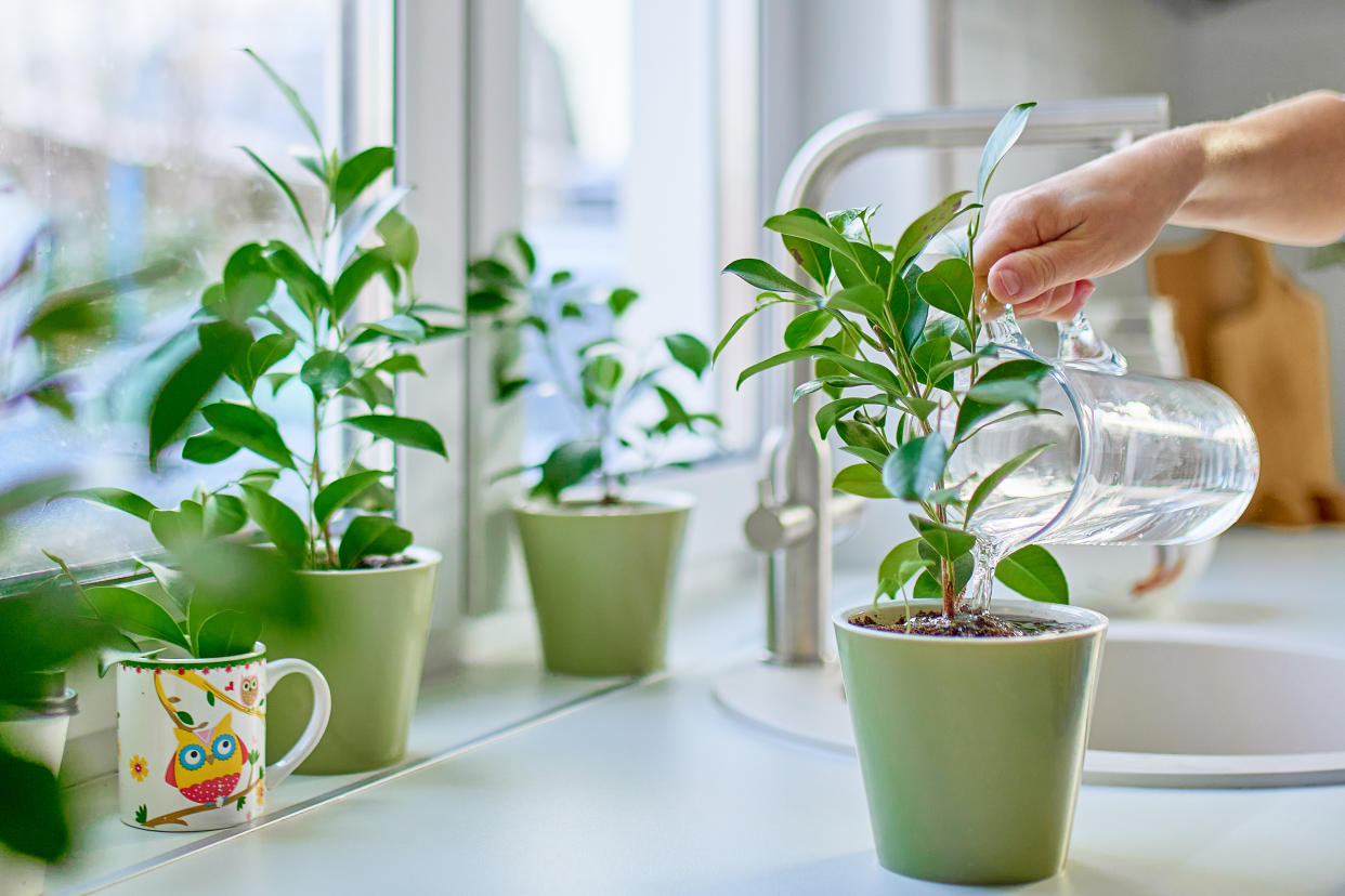 Menschen, bei denen Pflanzen und Blumen gut gedeihen, wird ein grüner Daumen nachgesagt (Bild: Getty)