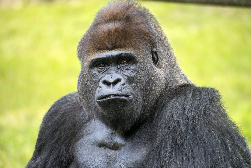 Western lowland gorilla