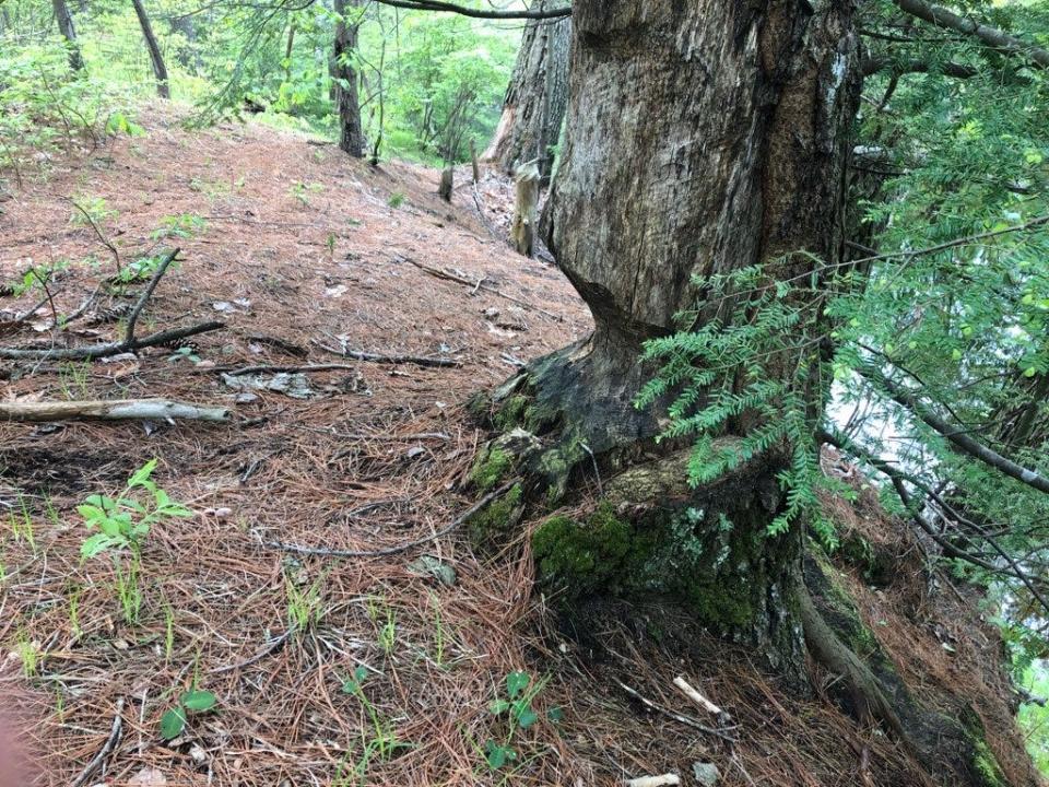 A tree that long ago was worked on by beavers but then was abandoned for some unknown reason found during a Great Works Regional Land Trust hike led by Nature News columnist Susan Pike.