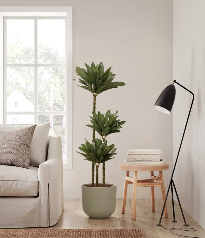 <p><a href="https://go.redirectingat.com?id=74968X1596630&url=https%3A%2F%2Feasyplant.com%2Fproducts%2Fhuge%2Fdracaena-janet-craig-compacta-huge&sref=https%3A%2F%2Fwww.goodhousekeeping.com%2Fhome%2Fgardening%2Fg36026908%2Fbest-office-plants%2F" rel="nofollow noopener" target="_blank" data-ylk="slk:Shop Now;elm:context_link;itc:0;sec:content-canvas" class="link rapid-noclick-resp">Shop Now</a></p><p>Dracaena Compacta Cane</p><p>$269.00</p><p>easyplant.com</p>