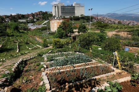 A general view of an urban garden in the slum of Catia in Caracas, Venezuela July 13, 2016. Picture taken July 13, 2016. REUTERS/Carlos Jasso