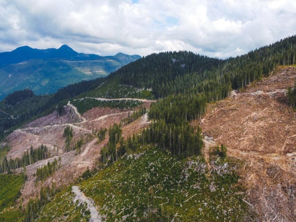 An area logged on Vancouver Island is pictured in 2022, part of a proposed deferral area meant to prevent the logging of old-growth trees while the B.C. government devises a new forestry model that emphasizes ecosystems. (Alex Tsui/Wilderness Committee - image credit)