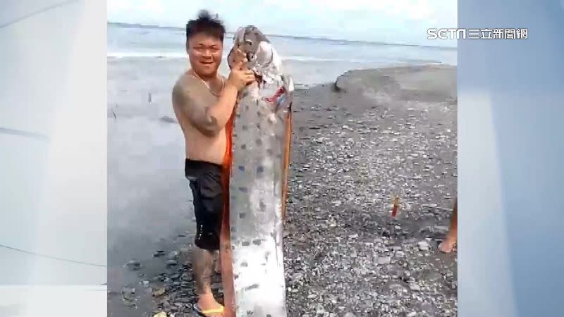有民眾在台東縣太麻里鄉的海邊釣到1條長達6公尺、130公斤的皇帶魚。