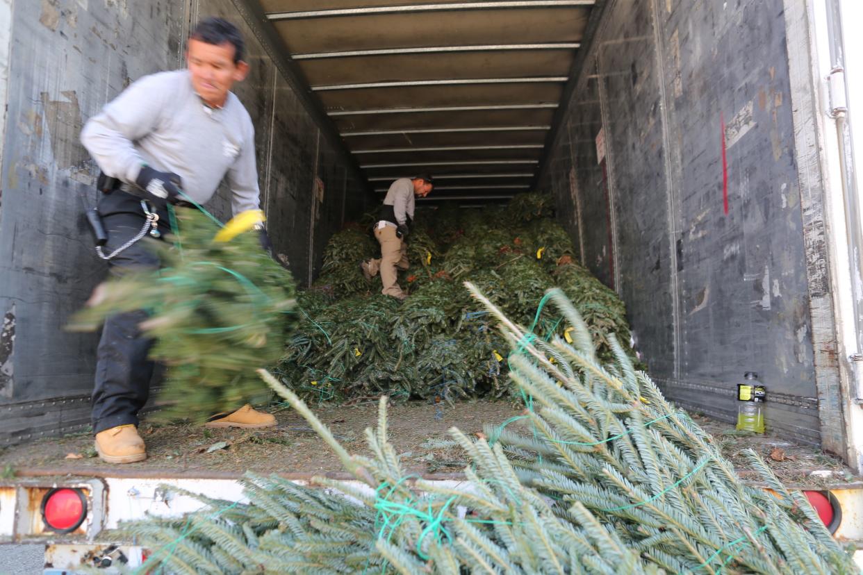 Pre-Cut Christmas trees