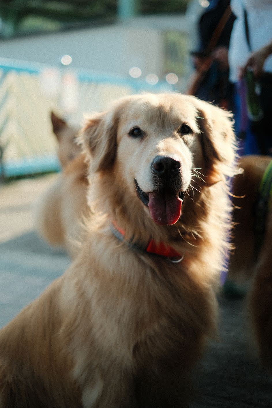 Golden Retriever