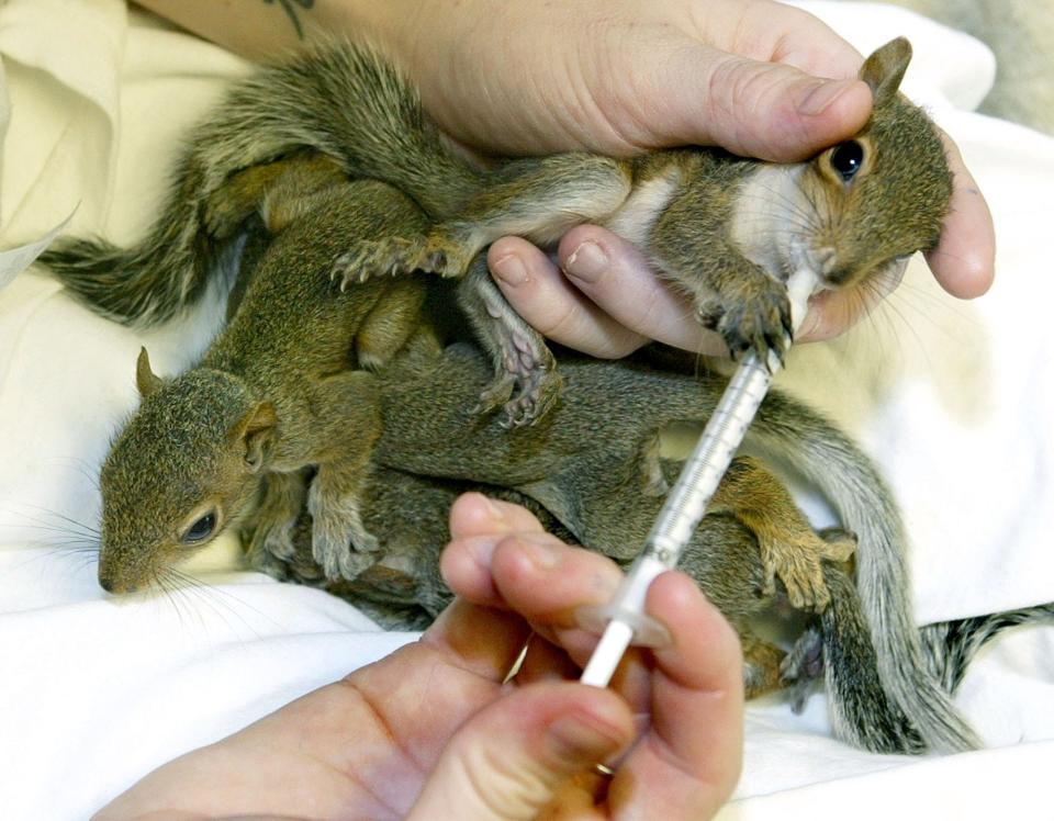 Amy Scheer feeds baby squirrels with an eye dropper at the St. Francis Wildlife Association headquarters, Thursday, Sept. 9, 2004, in Havana, Fla. According to St. Francis officials, over 300 baby squirrels were turned in as a result of Hurricane Frances moving through the area destroying tree nests. St. Francis employees and volunteers fed the squirrels until they could be released back into the wild.