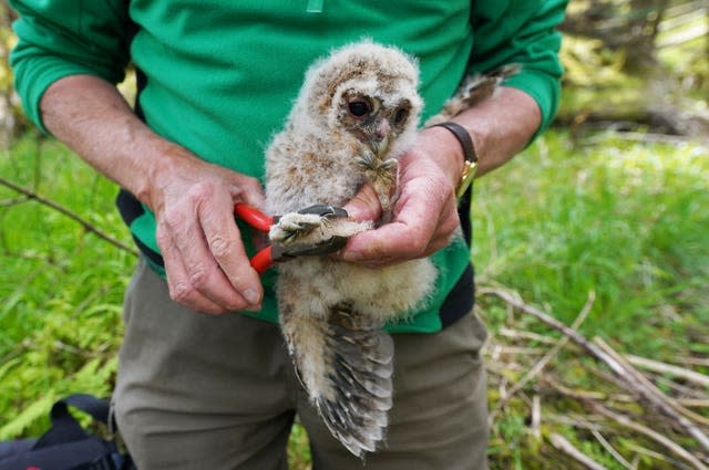 Tawny owl study