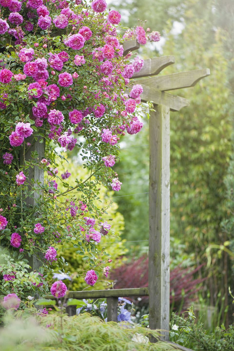 cottage flowers like roses