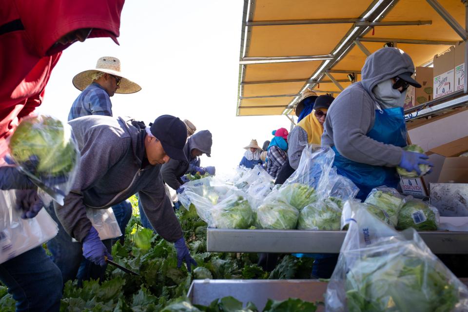 Farmworkers harvest iceberg lettuce on April 2 near Wellton, Arizona. Growers say vegetable-packing companies are working on changing procedures to encourage more social distancing to limit the spread of coronavirus.