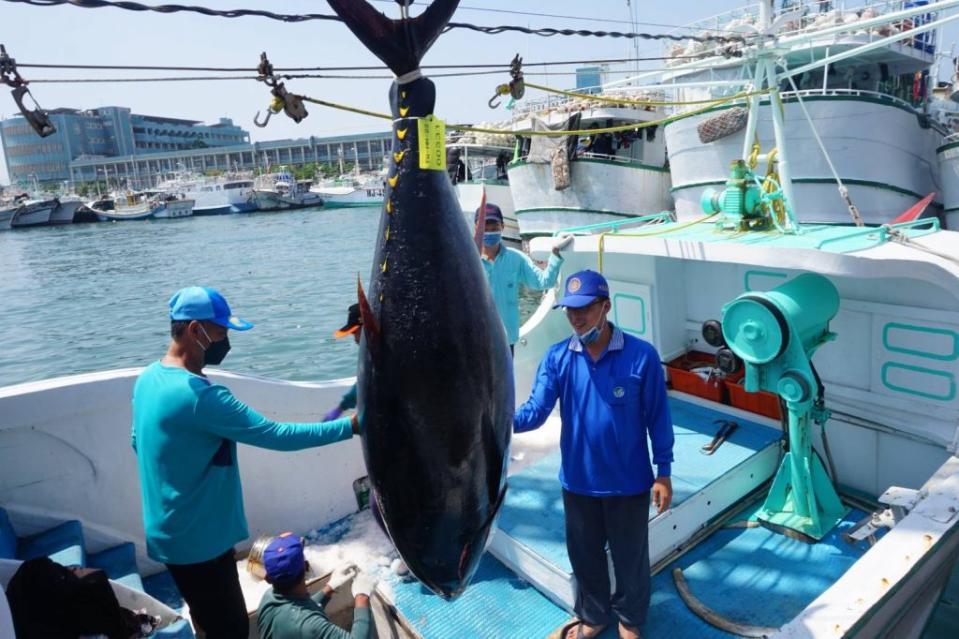 去年屏東第一鮪是由琉球籍「榮漁滿號」漁船於清明節捕獲，其史上第三早捕獲第一鮪的紀錄恐將易主。（記者鄭伯勝攝）