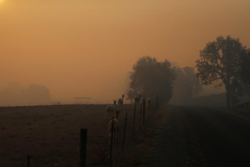 Farm animals are seen at a farm under a sky darken by smoke from the Kincade Fire in Windsor, California